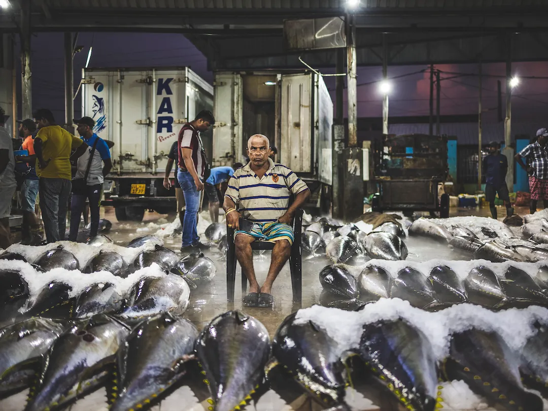 negombo fish market lellama