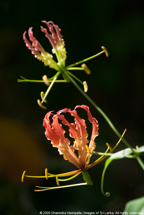 muthurajawela-vegetation-varieties