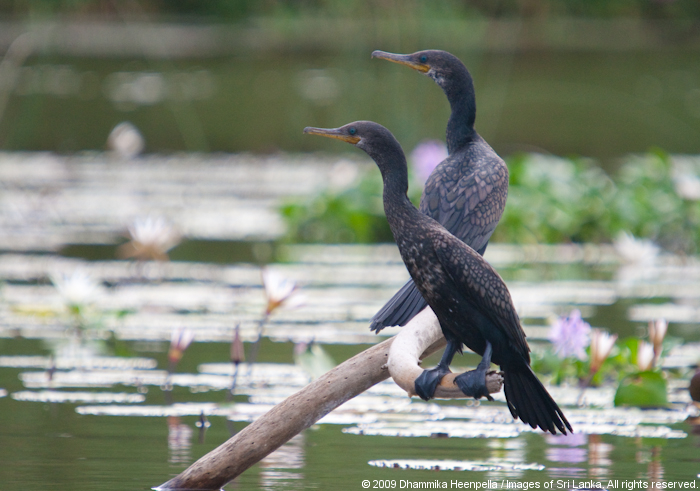 birds-of-muthurajawela-marsh