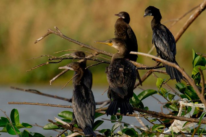 birds-of-muthurajawela-marsh