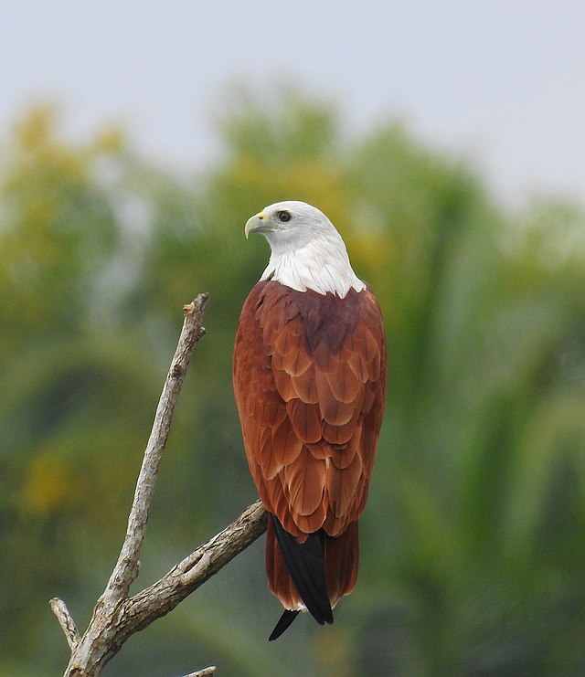 birds-of-muthurajawela-marsh