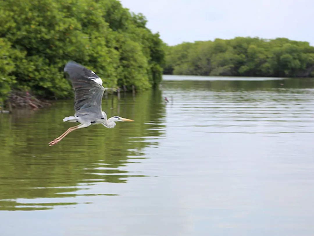 Discover Why Muthurajawela Wetland Is an Essential Eco Tour Destination in Sri Lanka