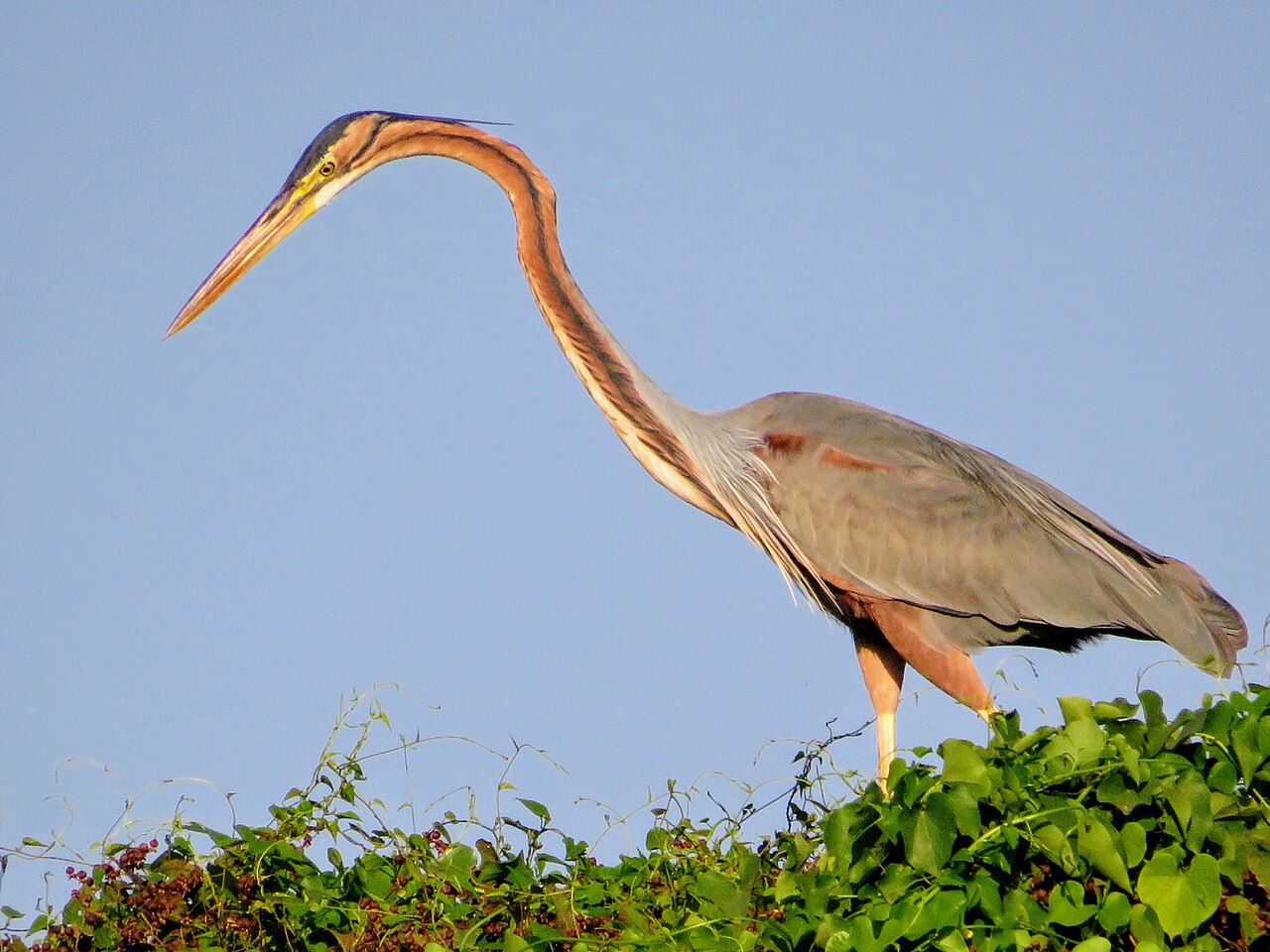 birds-of-muthurajawela-marsh