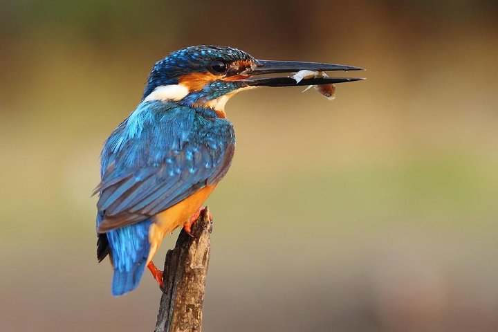 birds-of-muthurajawela-marsh