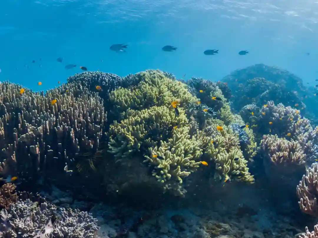 mangroves-coral-reefs-negombo-sri-lanka