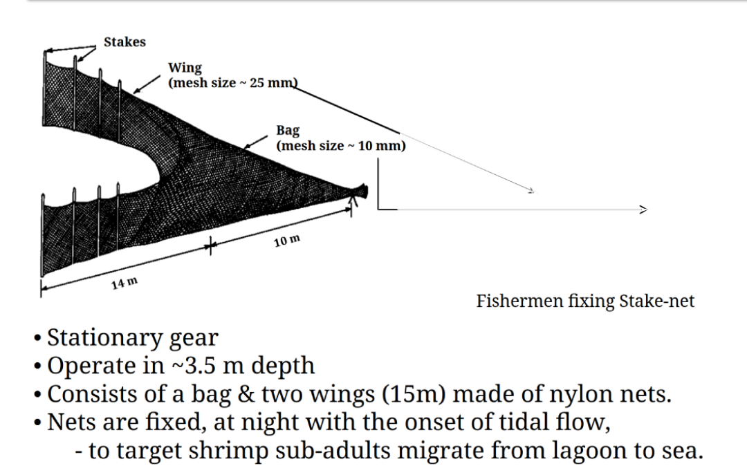 padu-system-stake-nets-prawn-fishing