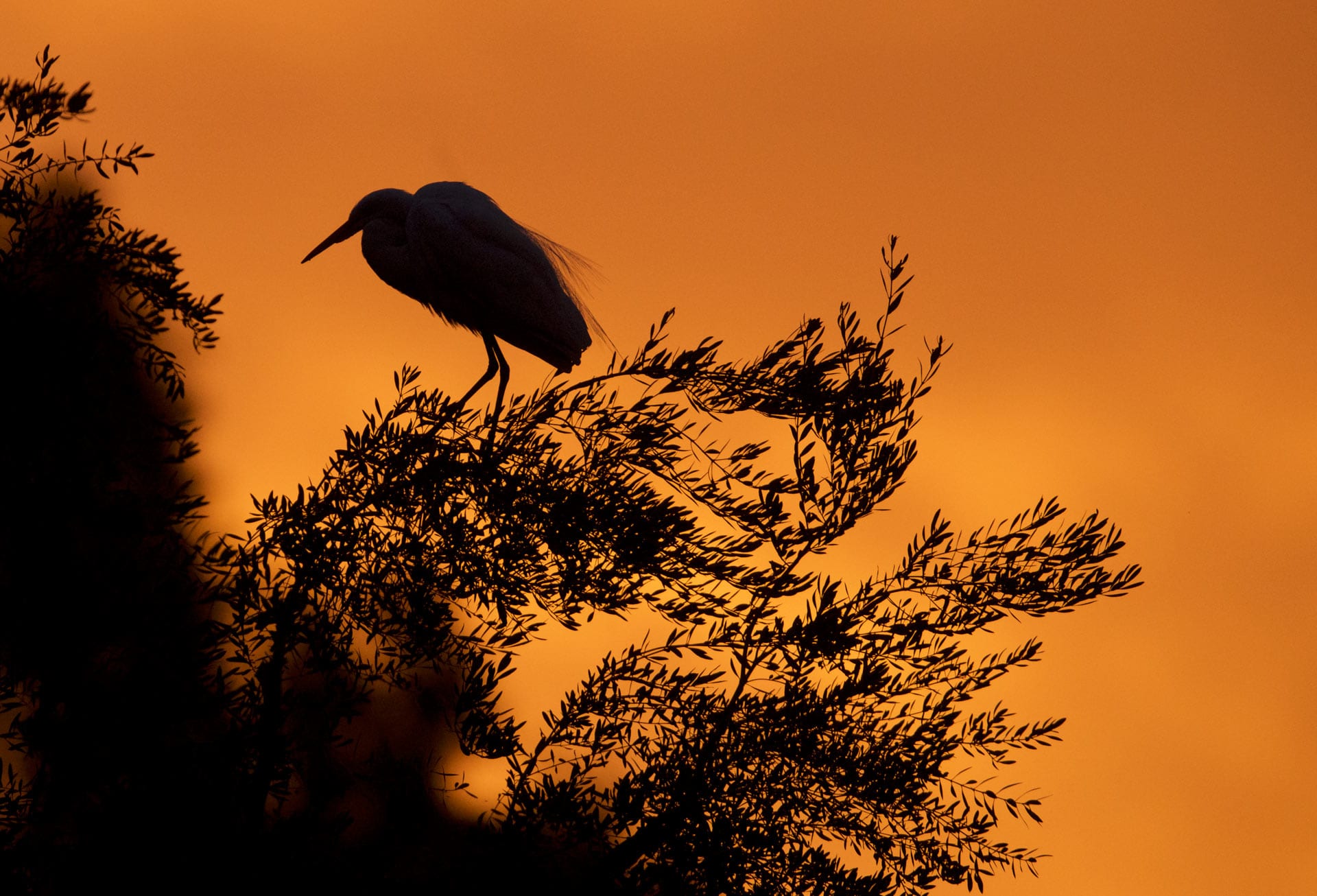 birds-of-muthurajawela-marsh